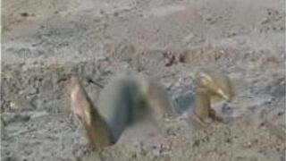 Girl Diving Headfirst Into Deep Mud - porn video